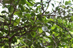 Diospyros kaki